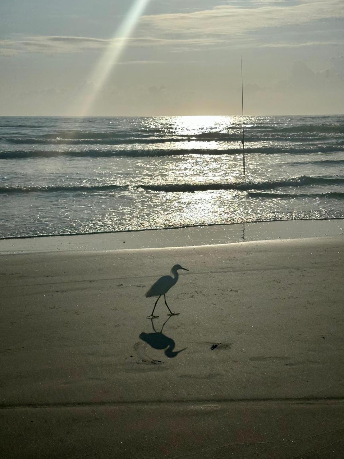 Flamingo Inn Beachfront - เดย์โทนาบีช ภายนอก รูปภาพ